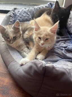 mačiatko s PP mainska myvalia/ maine coon - 9