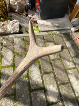 Jelenie zhody/parohy 55cm - 9