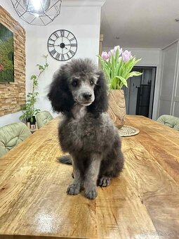 pudel,pudlík,pudlíček - 9