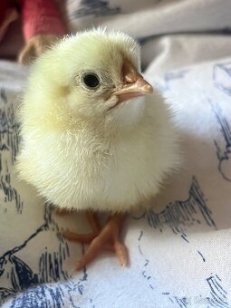 Leghorn-násadbové vajíčka - 9
