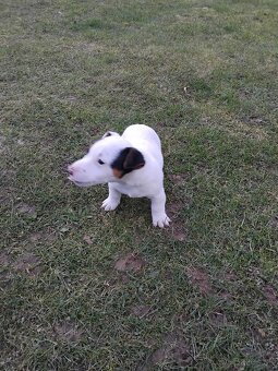 Predám šteňatá Jack Russel  Terier - 9
