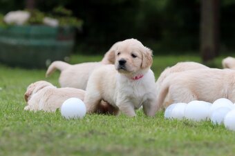Zlatý retriever/ Golden retriever - 9