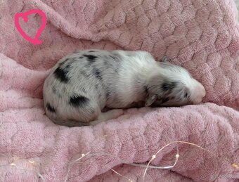 Border kólia s PP - 9