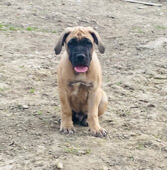Boerboel štěně FCI pp - 9