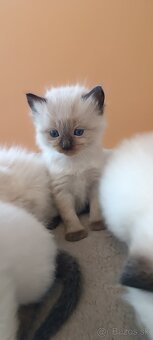 Ragdoll mačiatka, mačka - 9