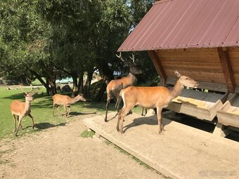 Na predaj výnimočná usadlosť na Kysuciach, 20 hektárov - 9