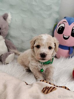 Maltipoo - 9
