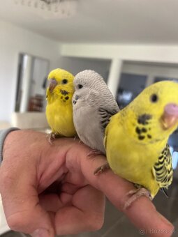 Andulka mlada Maznačik - 9