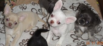 civava krátkosrstá,dlhosrstá. - 9