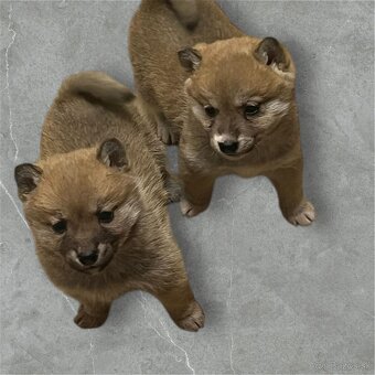 Shiba inu - 9