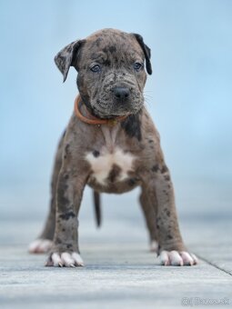 American bully xl, pitbull xxl - 9