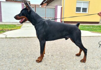 KUPIROVANÉ ŠTENIATKA DOBERMANA S PP FCI - 9