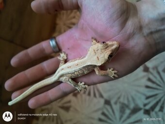 Pagekón riasnaty / Gekončik čínsky (Goniurosaurus hainanensi - 9