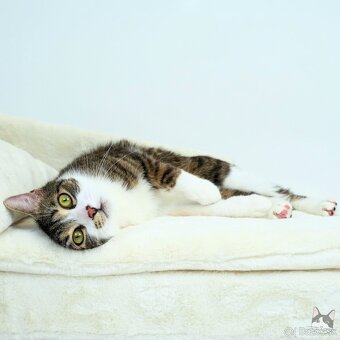 Kocúrik ERVIN hľadá domov - 9