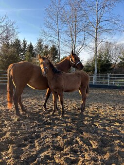 APH Žrebček DUN - 9