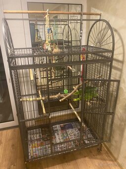 Amazoňan modročelý - 9