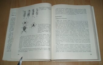 Zajac a králik - 9