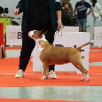 Bull terrier / Bullterier / Bulteriér šteniatka s PP - 9