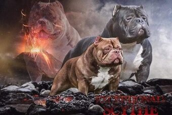 American bully - 9
