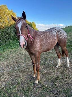 Appaloosa s pp - 9