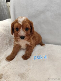 Cavapoo - 9