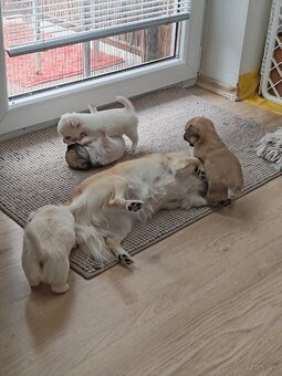 Čivava dlhosrstá, chihuahua, Solubist Dog KENNEL 💙💙 2 boy - 9