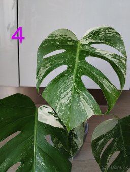 Monstera albo variegata - 9