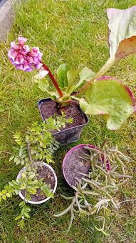 Predám rôzne trvalky - 9