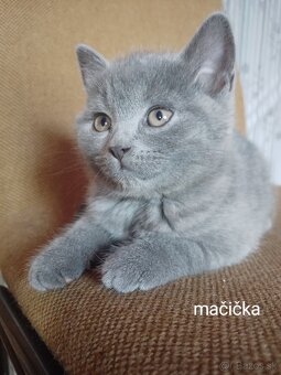 Predám britské mačiatká - 9