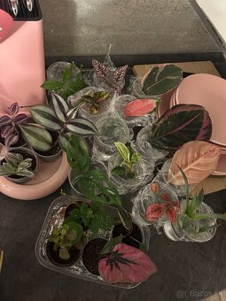 Zbierka izbových rastlín - 9