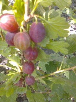 josta, goji, čierne červené ríbezle , egreš ,černice. - 9
