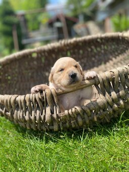 Zlatý Retriever - 9