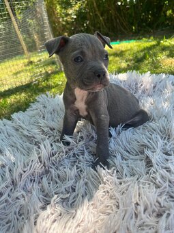 Americký stafordšírsky teriér - Amstaff - 9