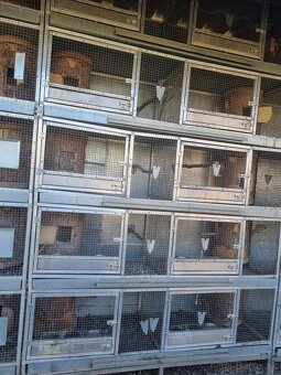 Voliéry..Klietky.Zajačník - 9