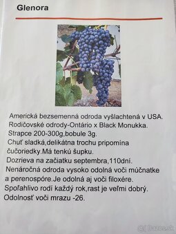 Predám sadenice viniča - 9