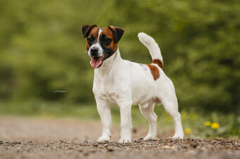 Jack russell teriér - 9