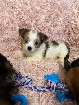 Yorkshirsky terier, York - 9