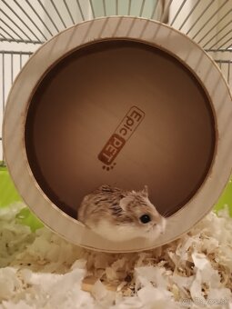 Škrečok Roborovského
- 9