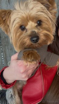 Yorkshire terrier - 9