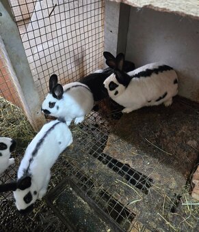 Český strakáč modrý alebo čierny - 9