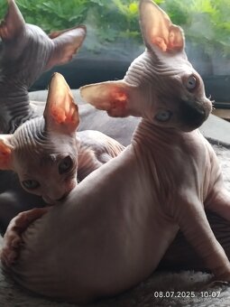 Kanadský sphynx - 9