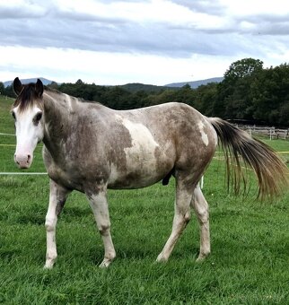 APH APHA PAINT HORSE ŽREBEC pripúšťanie - 9