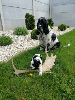 Šteniatko anglicky springer španiel - 9
