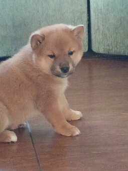 Predám šteniatka Shiba inu - 9