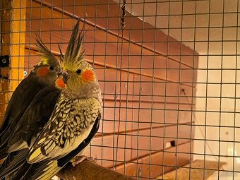 korely výstavný typ - 9