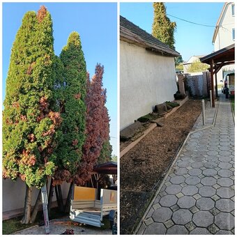 Frézovanie pňov a výrub - 9