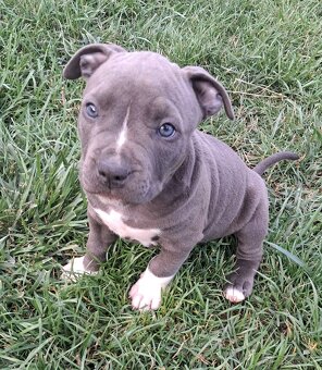 Šteniatka - Americký stafordšírsky teriér (Amstaff, Staford) - 9