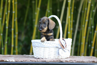 Jazvečík hrubosrstý trpasličí - králičí s PP - 9