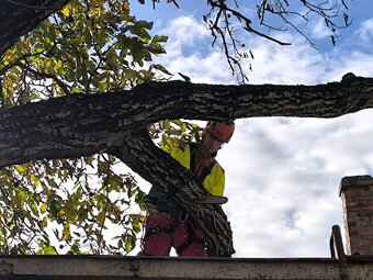 Výrub stromov - Košice a okolie | rizikové&výškové-bezpečne - 9