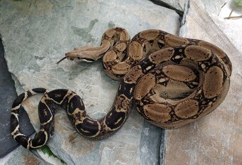Boa imperator - Anery, Motley, IMG 50% het Sharp Albino - 9